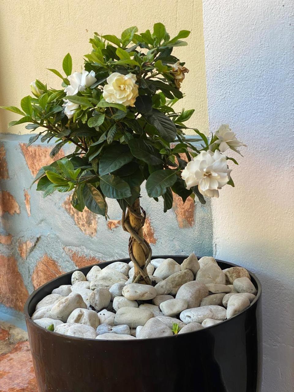 Olive Tree Apartment Saranda Zewnętrze zdjęcie