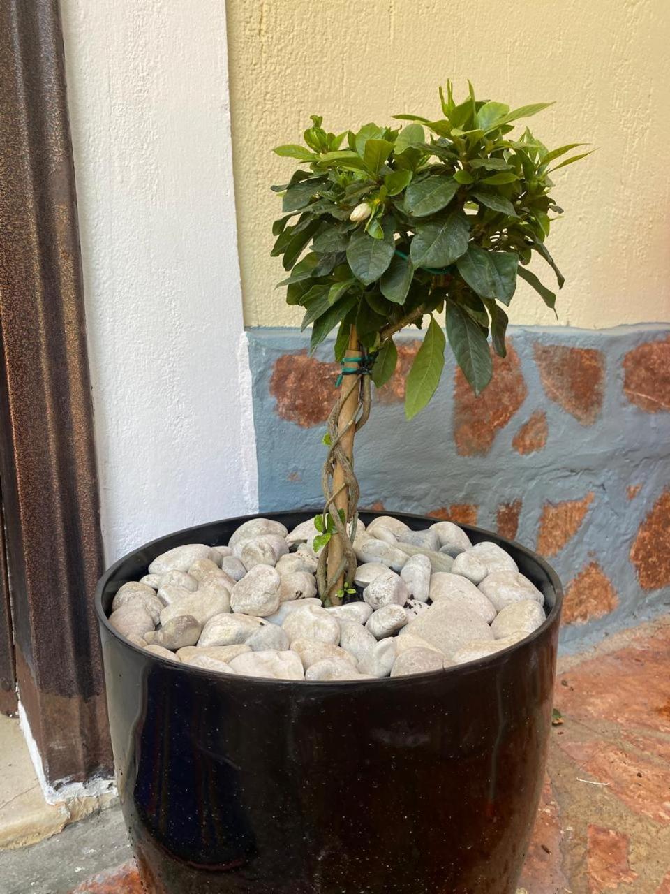 Olive Tree Apartment Saranda Zewnętrze zdjęcie