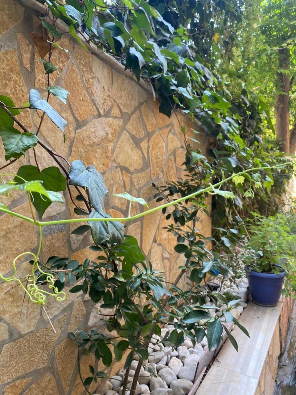 Olive Tree Apartment Saranda Zewnętrze zdjęcie